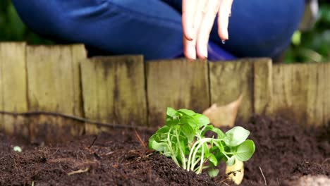 Woman-water-plant-in-garden