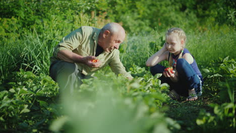 abuelo y nieta juntos recogen fresas en el jardín comunicación de generatio