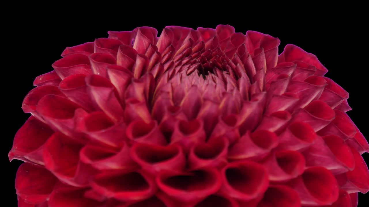 rotación de la flor de dalia roja con canal alfa, bucle sin costuras de 4k