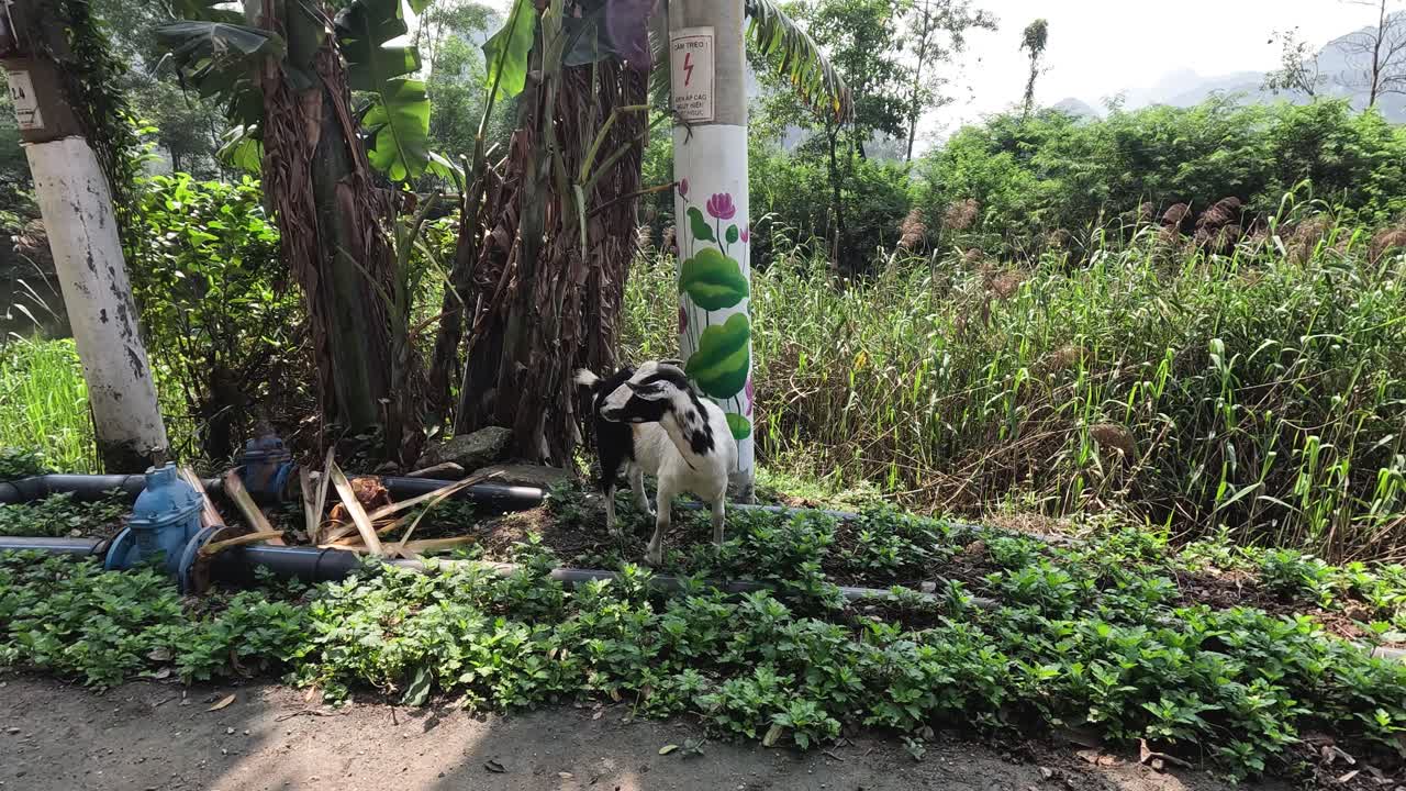 염소 가 장식 된 기둥  에 식물 을 먹고 있다