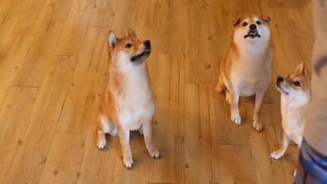 shiba inu honden thuis