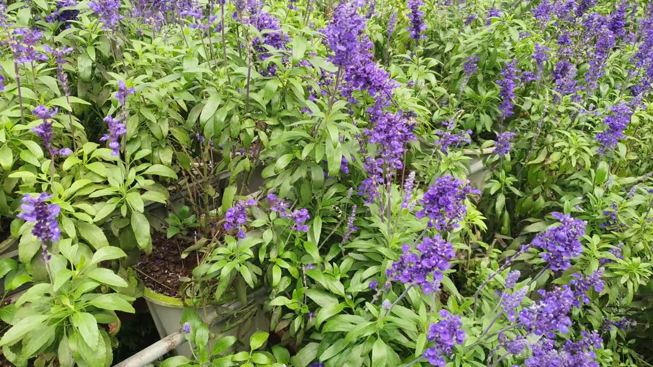 카메론 하이랜드 말레이시아의 아름다운 꽃과 풀