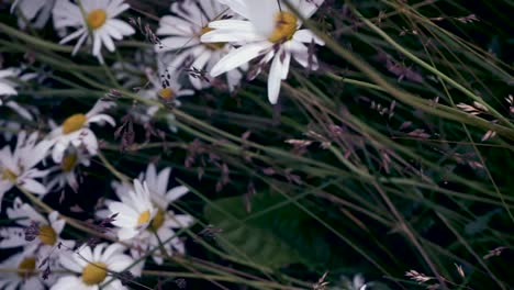 hermosas flores que soplan en el viento