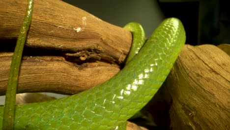 close-up of a vibrant green snake coiled around a wooden branch