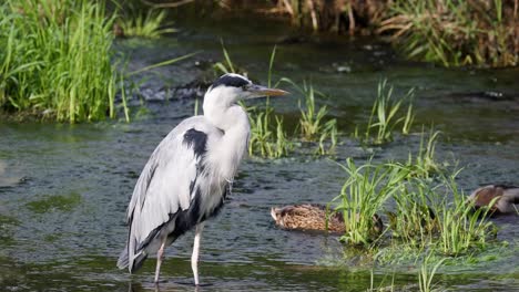 Grey-Heron-And-Mallard-Ducks-At-Yangjae-Stream-In-Seoul,-South-Korea