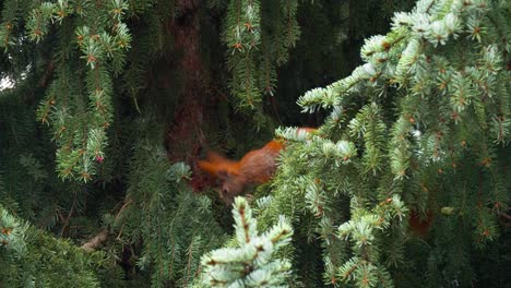 rotes eichhörnchen, das auf einem fichtenzweig sitzt, schaut in die kamera und rennt weg