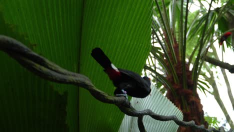 un tucán toco salta de un lado a otro a lo largo de un trozo de vid retorcida en las copas de los árboles de una selva tropical, toma de enfoque en cámara lenta