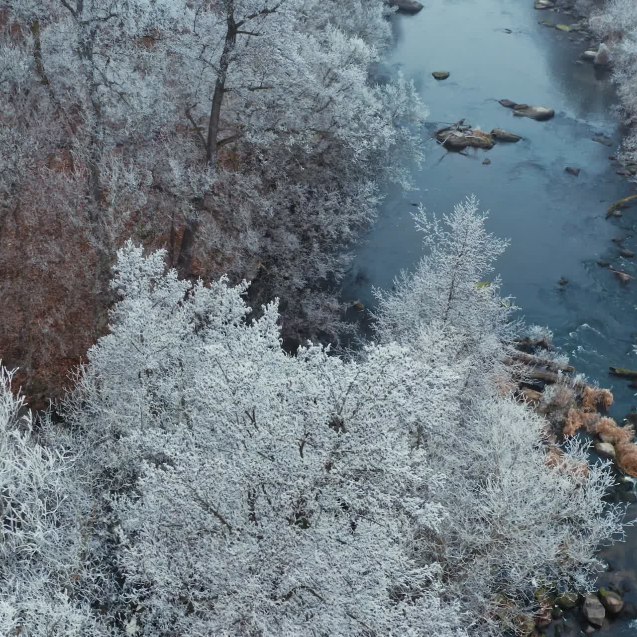 Tops of snowy trees over the water. Beautiful narrow river flowing in the forest in winter season. White trees covered with frost. Aerial view.