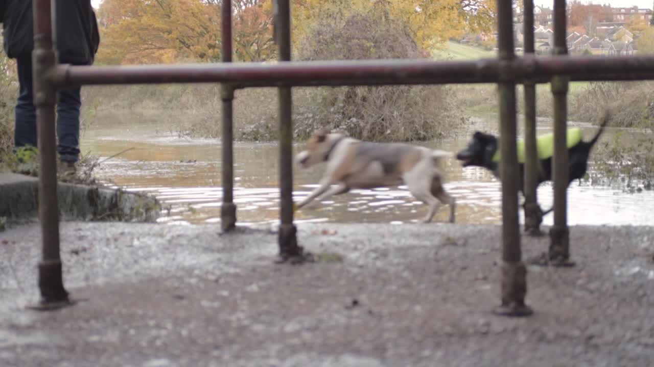 Two dogs run by pool of water with owner looking on