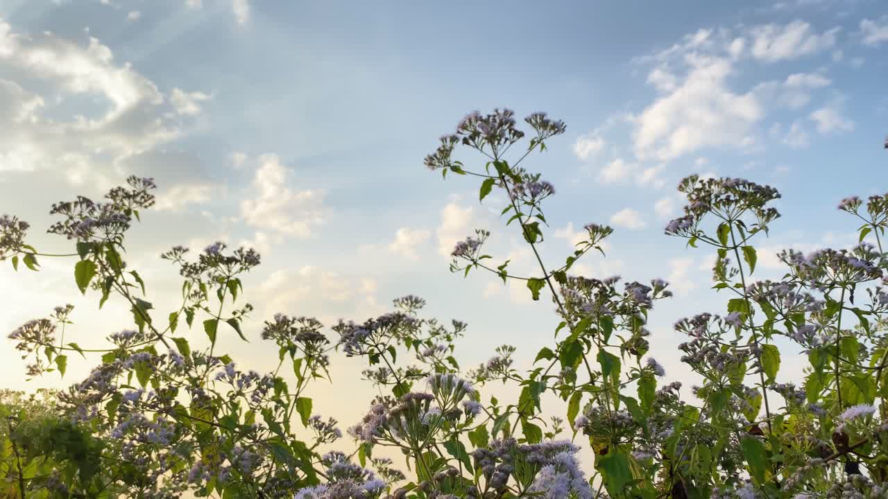 Nature's tapestry: a glimpse into Bangladesh's wild flower wonderland