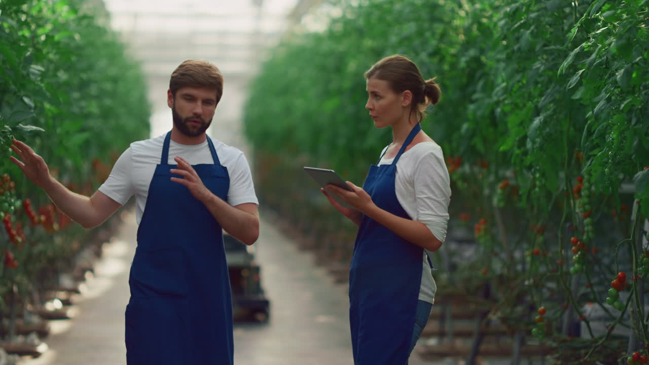 Agricoltori verificano i pomodori usando un tablet in serra.