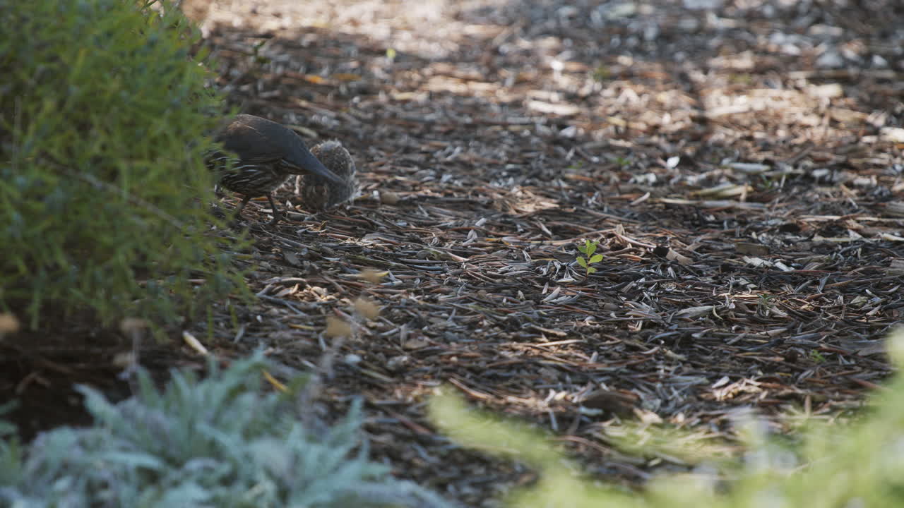 el padre de la codorniz de california y el pollito comiendo en cámara lenta.