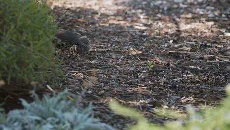 Padre-De-Codorniz-De-California-Y-Polluelo-Comiendo-En-Cámara-Lenta