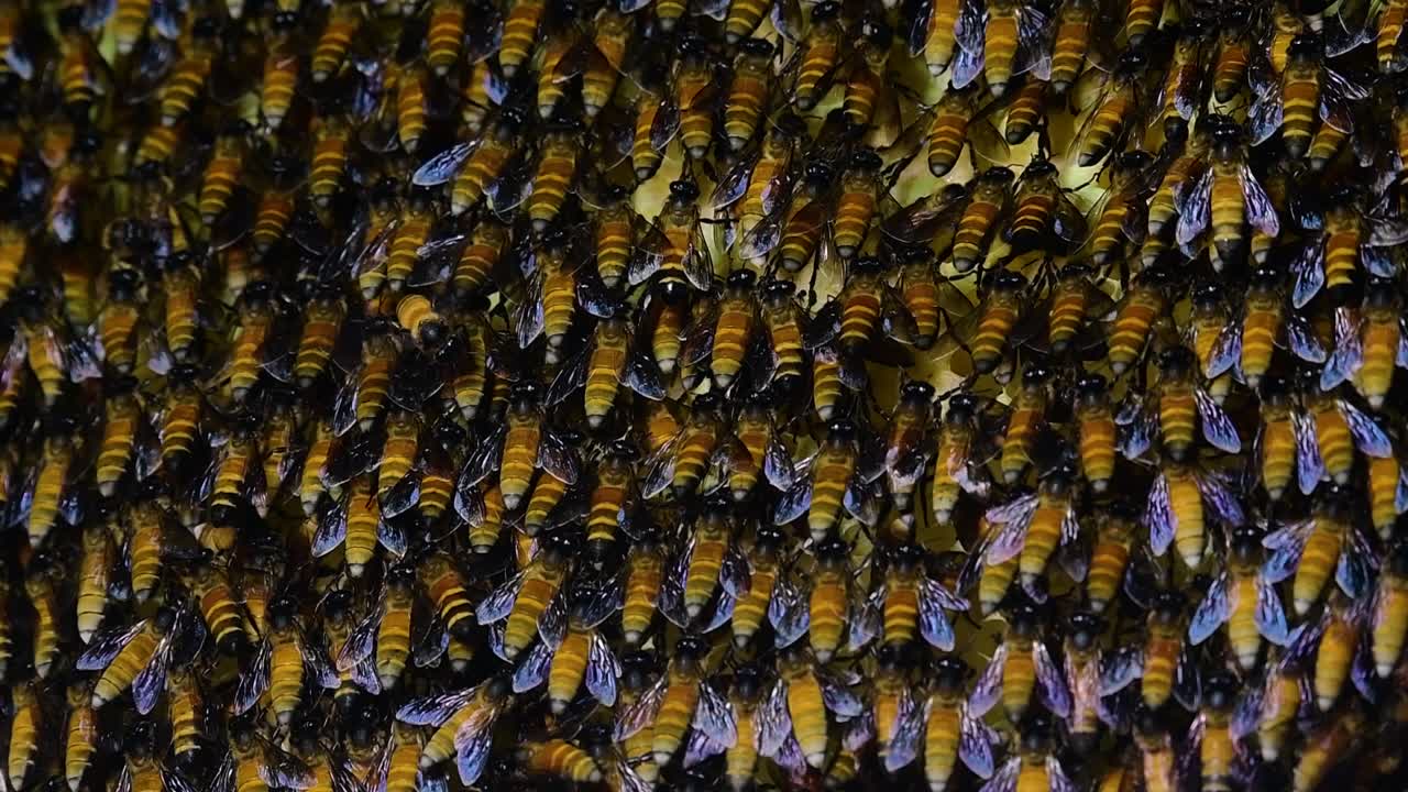se sabe que las abejas melíferas gigantes construyen grandes colonias de nidos con bolsillos simétricos hechos de cera para almacenar miel como fuente de alimento.