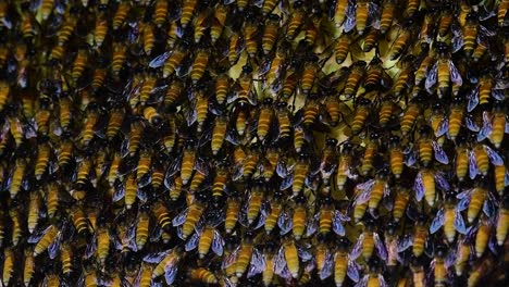 Se-Sabe-Que-Las-Abejas-Melíferas-Gigantes-Construyen-Grandes-Colonias-De-Nidos-Con-Bolsillos-Simétricos-Hechos-De-Cera-Para-Almacenar-Miel-Como-Fuente-De-Alimento.