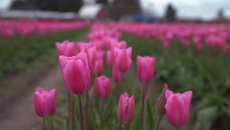 tulipanes rosados del valle de skagit, estado de washington 4k.