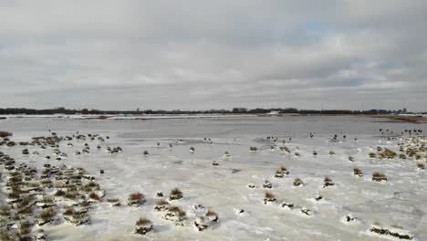 panorama of a frozen lake with growing grass on countryside of crezeepolder near village of ridderkerk in netherlands