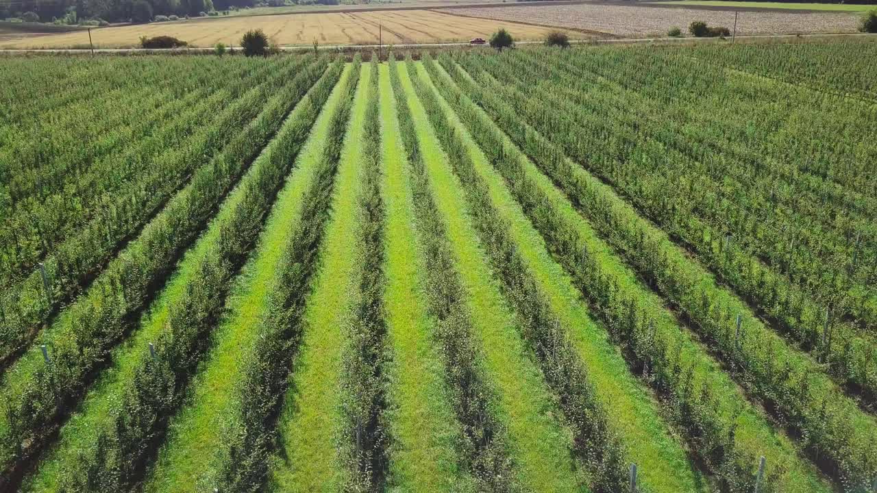 a large apple orchard are growing to produce juices in the factory. Aerial view