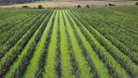 a large apple orchard are growing to produce juices in the factory. aerial view
