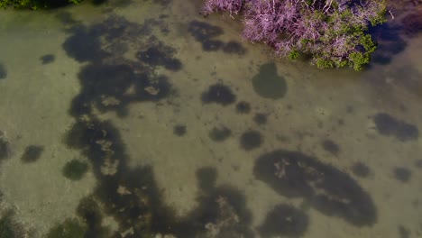 zumbido cerca de cabo rojo puerto rico a lo largo del océano