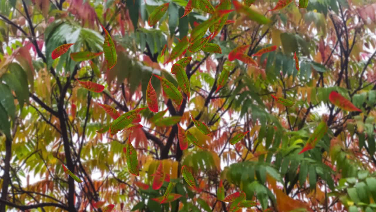 animación de las hojas que caen bucle otoño