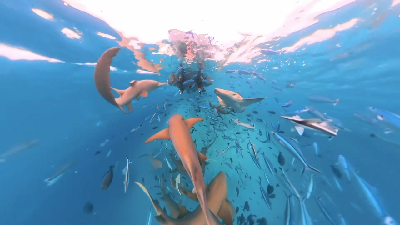 Underwater wide angle of Nurse Sharks and tropical fish feeding in Fulidhoo, Maldives
