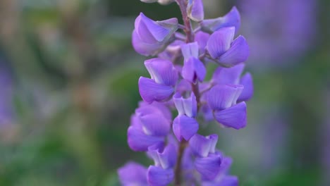 closeup slow motion clip of wild flower