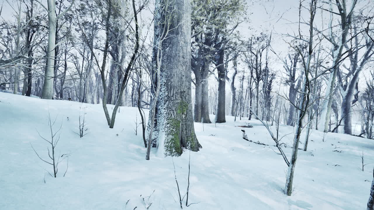 얼어붙은 저녁에 눈으로  ⁇ 인 소나무