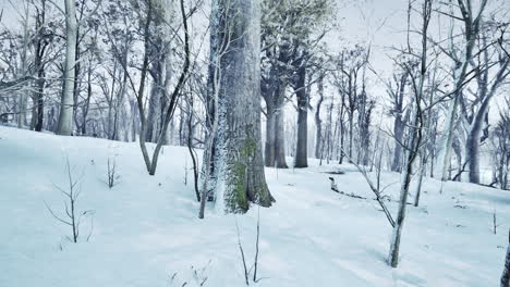 pine trees covered with snow on frosty evening