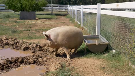 slow motion view of timid pig running next to dirty sludge mud with troff water container next to fence on farmland property on rural countryside town in australia animals species swine breed outdoors