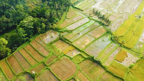 Erstaunliche-Filmische-Ubud-,-Bali-Drohnenaufnahmen-Mit-Exotischen-Reisterrassen,-Kleinen-Farmen-Und-Agroforstplantagen