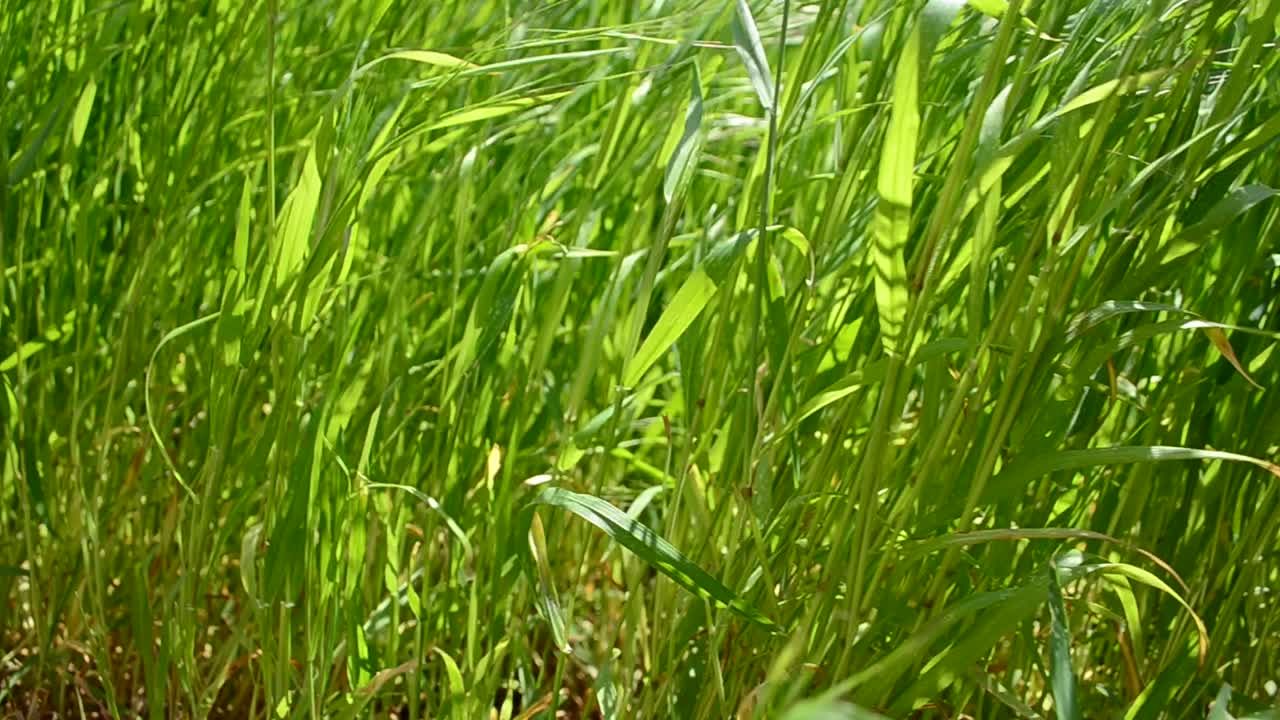 Erba alta. Erba alta nel campo.