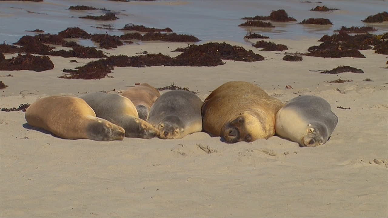큰 무리의 호주 물개들이 호주 캥거루 섬의 해변에 함께 누워 있다