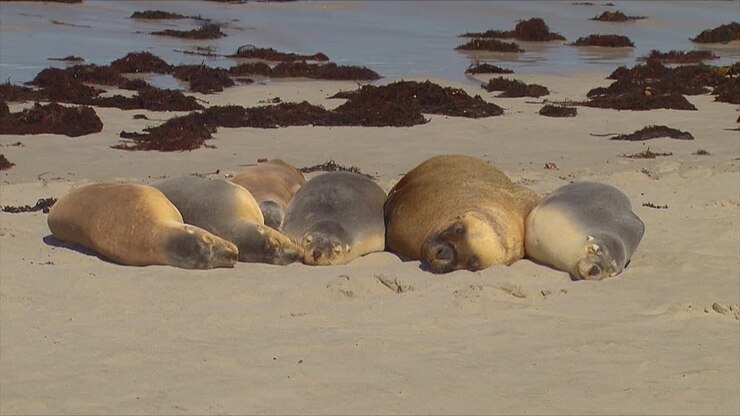 Large group of Australian fur seals lie together on a beach on Kangaroo Island Australia