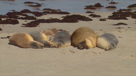 Gran-Grupo-De-Lobos-Marinos-Australianos-Yacen-Juntos-En-Una-Playa-En-La-Isla-Canguro-Australia