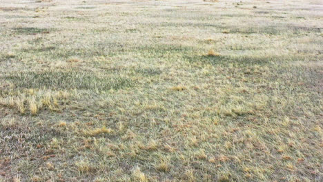 Drohnenaufnahmen-Aus-Der-Luft-Von-Toten-Grasfeldern,-Die-In-Suchender-Bewegung-Langsam-Nahe-Am-Boden-Fliegen