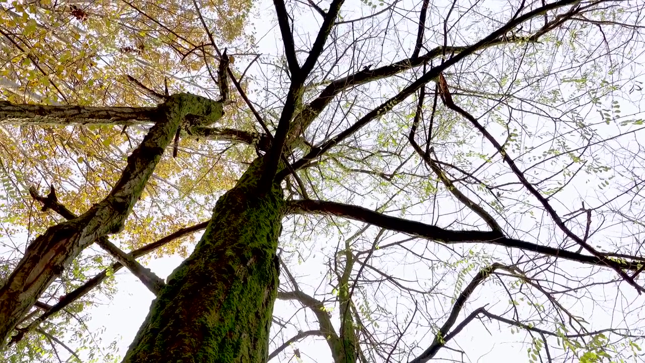 Arbre sans feuilles et arbres aux feuilles jaunes en automne. Vue rotative, en contre-plongée.