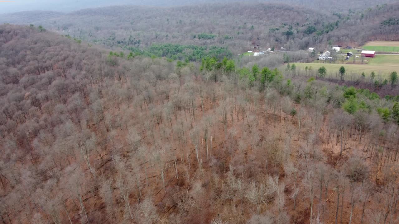 겨울철 조감도에서 숲의 나무 꼭대기를 여행하다