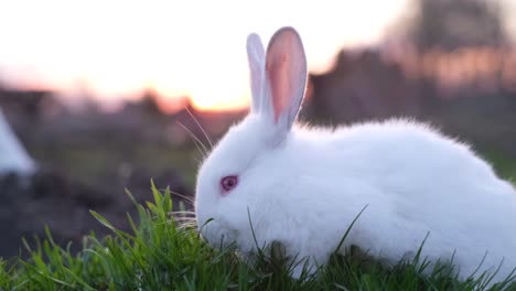 video of white rabbits outdoors eating grass