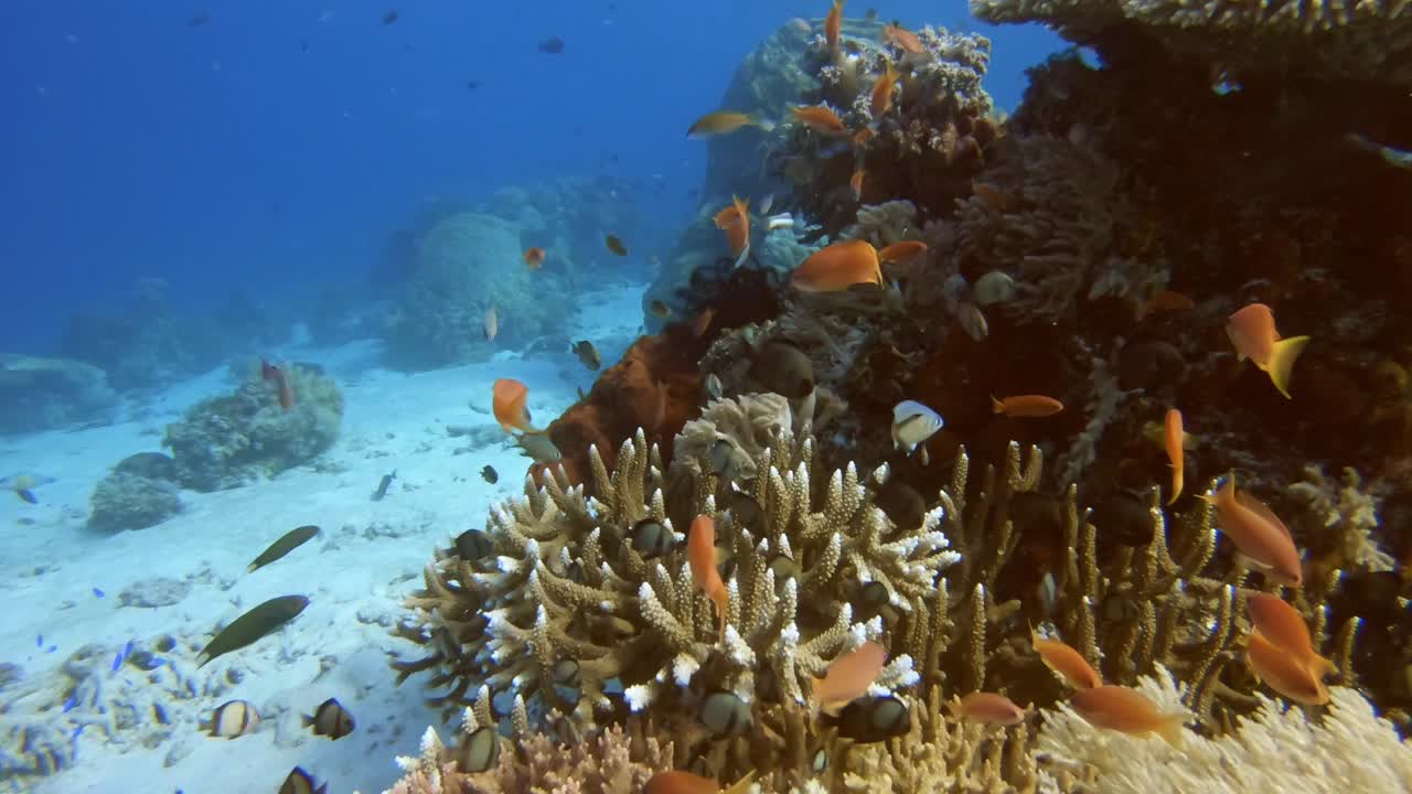 Gliding over a coral garden with colorful red and orange Anthias