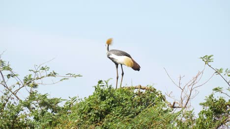 a crested crane with yellow feathers perched on a tree in rural africa