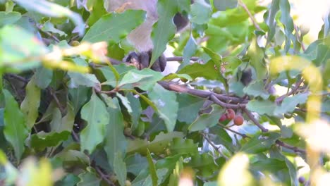 mono vervet camuflado entre las hojas verdes comiendo bayas de una rama de árbol en el parque nacional kruger, sudáfrica