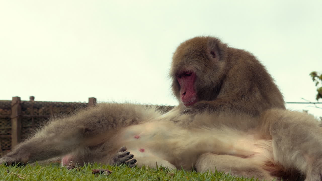 A Japanese macaque grooms another monkey lying on its back in a grassy area with enclosure fencing in the background