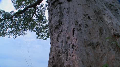 A-low-angle-tilt-up-to-the-heights-of-a-majestic-baobab-tree-in-Tarangire-Tanzania