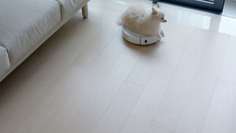 pomeranian dog on robotic vacuum cleaner