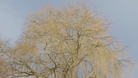 Beautiful-weeping-willow-tree