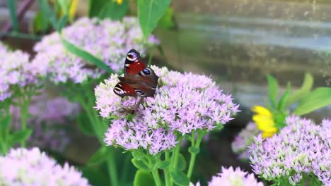 butterfly on flower with colorful pattern in a garden