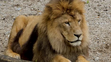 Toma-Estática-De-Primer-Plano-De-Un-Hermoso-León-Sentado-En-Un-León-Peludo-De-Barro-Seco