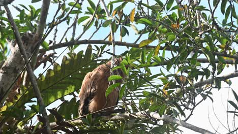 partially hidden from behind the thick of the branch and suddenly moves flapping its wings then looks down, buffy fish owl ketupa ketupu, fledgling, khao yai national park, thailand