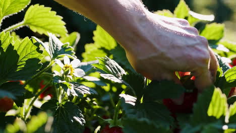 picking strawberries in a garden